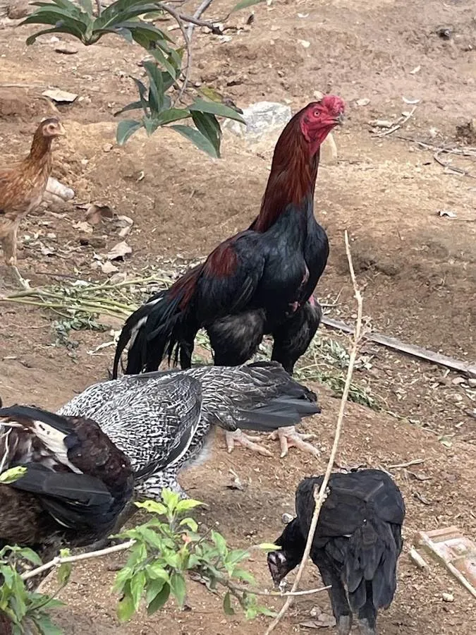 An aseel rooster