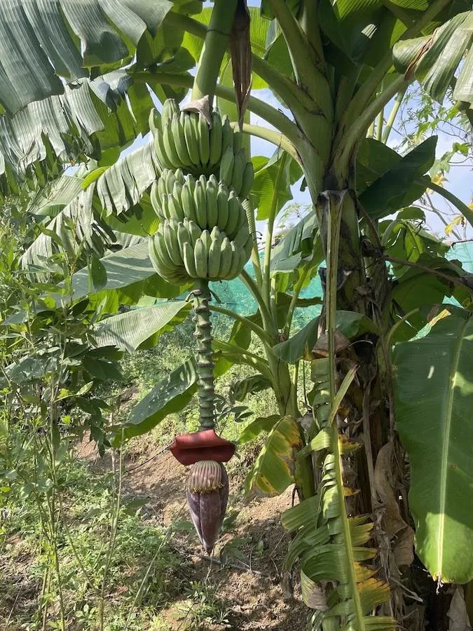 A green banana bunch ripening on the plant