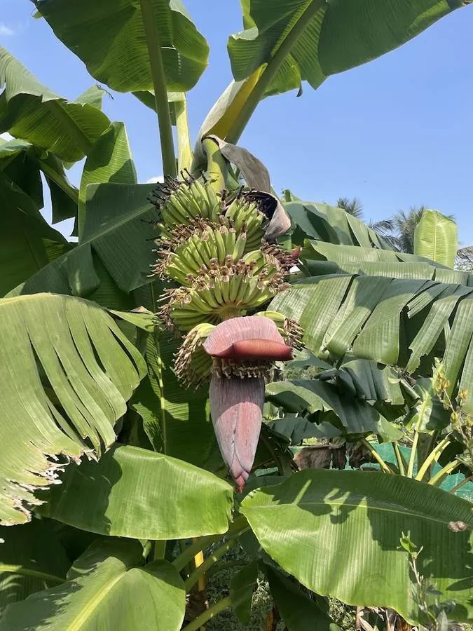 Banana plant in flower with a forming hand of bananas