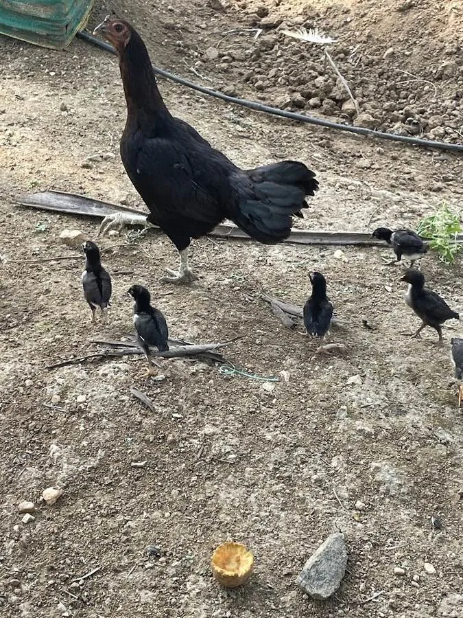 A hen with her young chicks