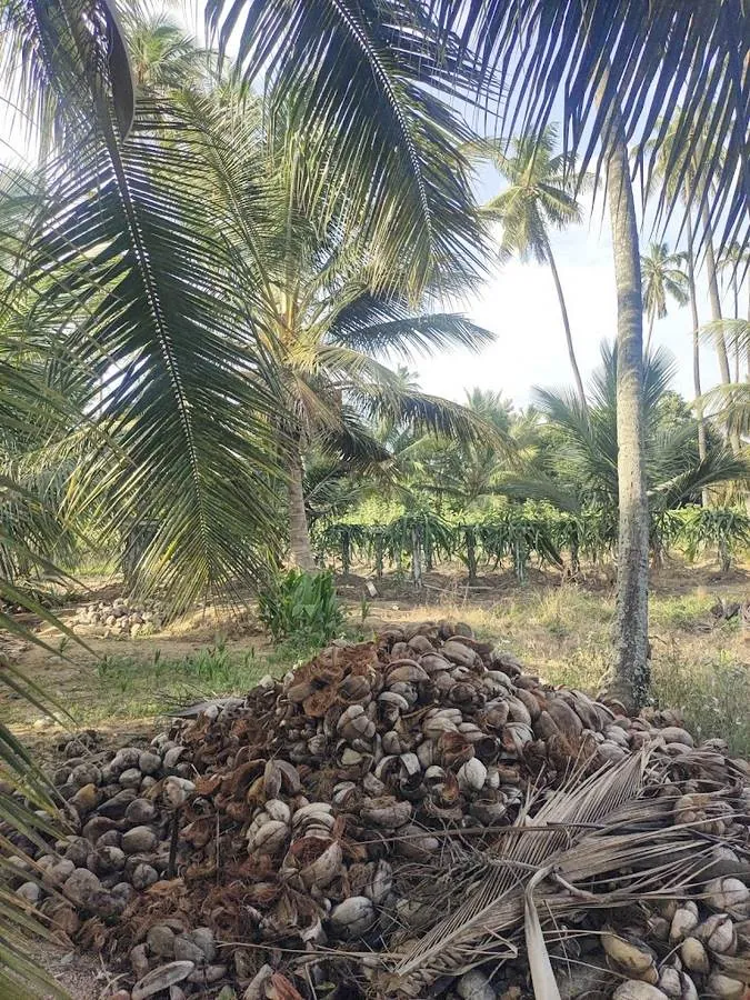 Tall coconut palms with a harvest heap and dragon fruit rows behind