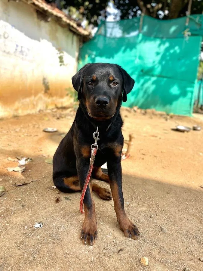 The farm's Rottweiler guard dog