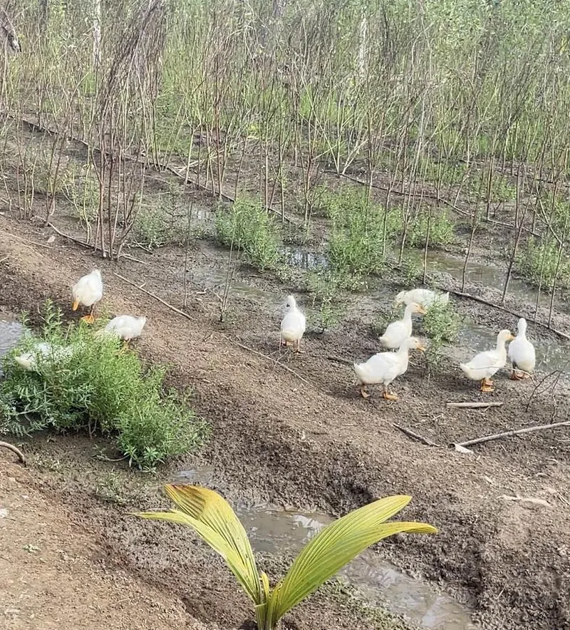 Ducks in the nursery beds