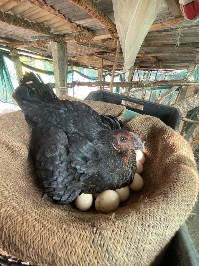 Country hen hatching eggs