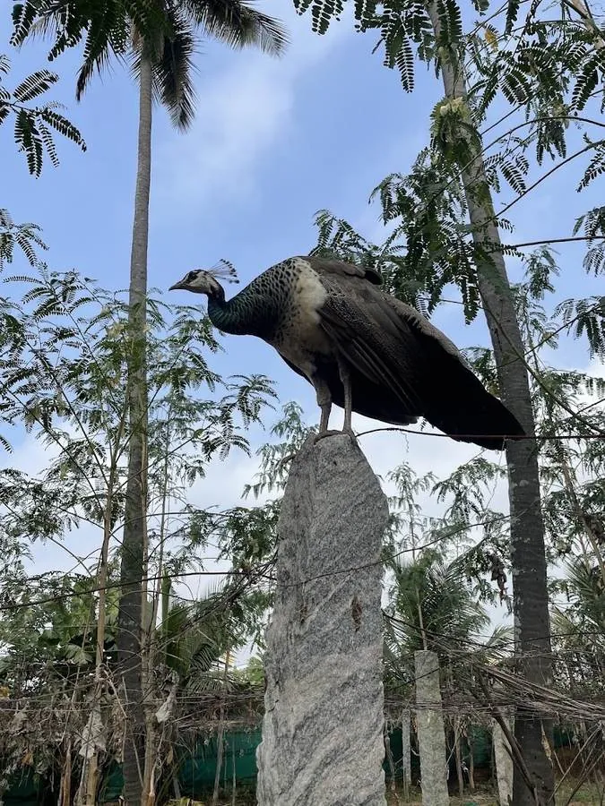 Peafowl on the farm