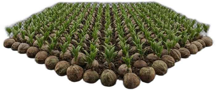 Field of young coconut saplings in the nursery