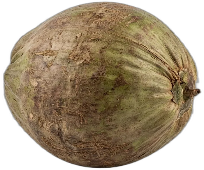One coconut carefully selected from the mother palm
