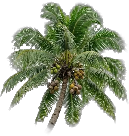 Century-old tall coconut mother palm