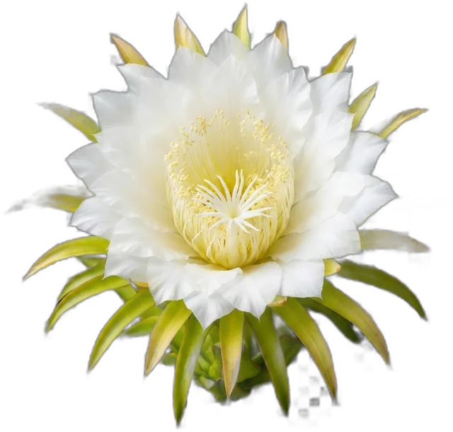 Night-blooming dragon fruit flower