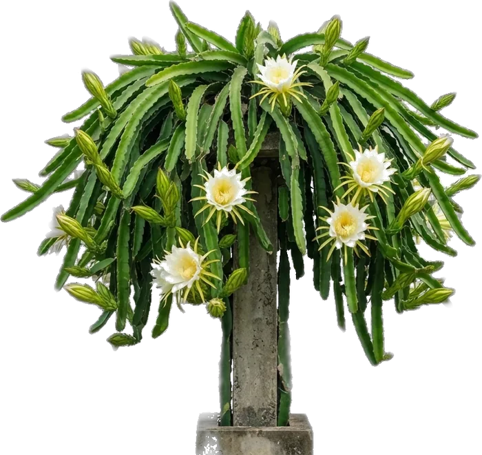 Dragon fruit plant trained on a pillar, covered in buds and flowers