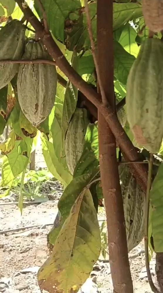 Cocoa pods ripening among the leaves