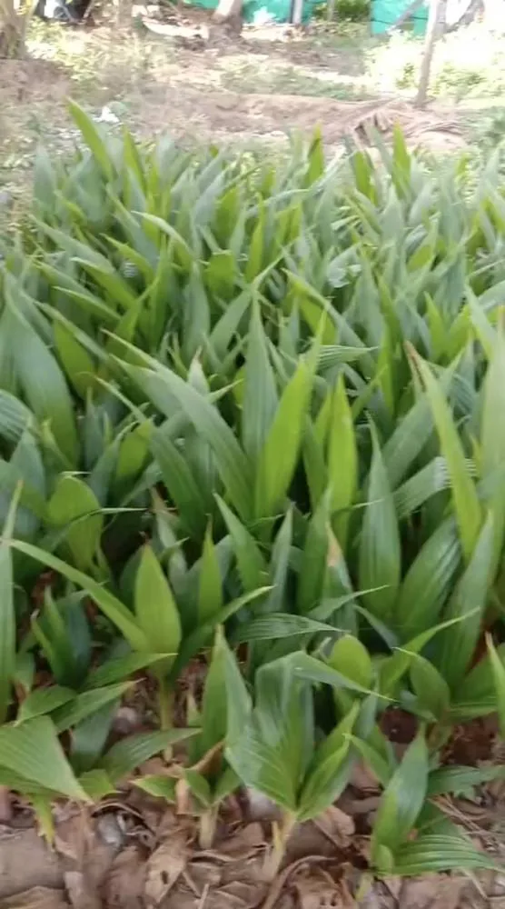 Coconut sapling nursery