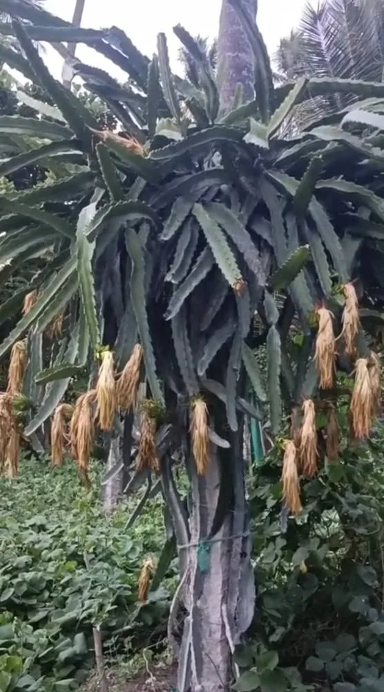 Dragon fruit vines in flower