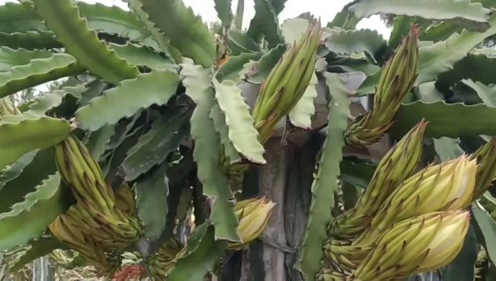 Dragon fruit flower buds forming, close up