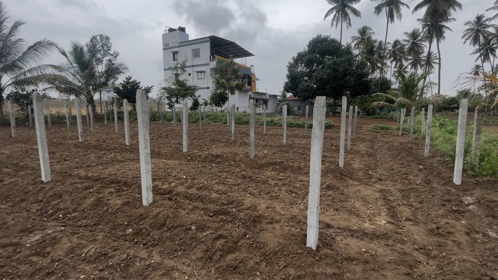 New dragon fruit plantation with concrete support poles