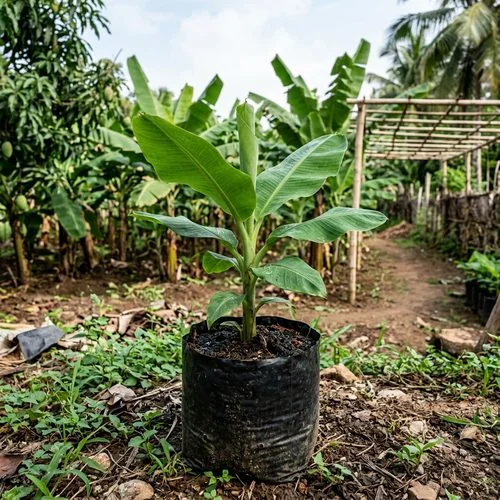 Banana plant