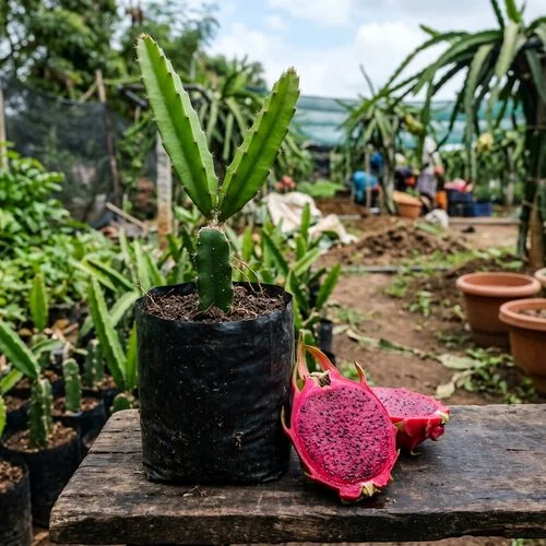 Moroccan Red dragon fruit sapling