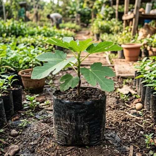 Fig sapling
